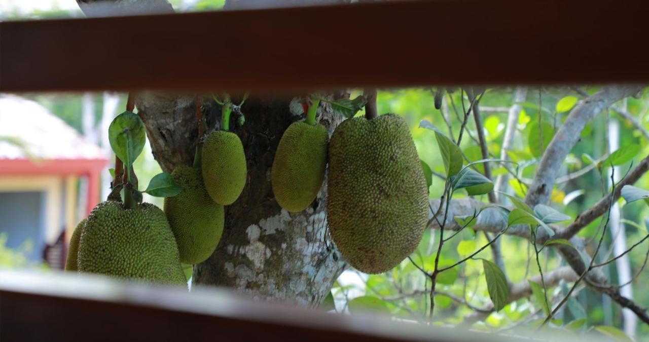 Terrace Garden Ayurveda Resort เวลิกามา ภายนอก รูปภาพ