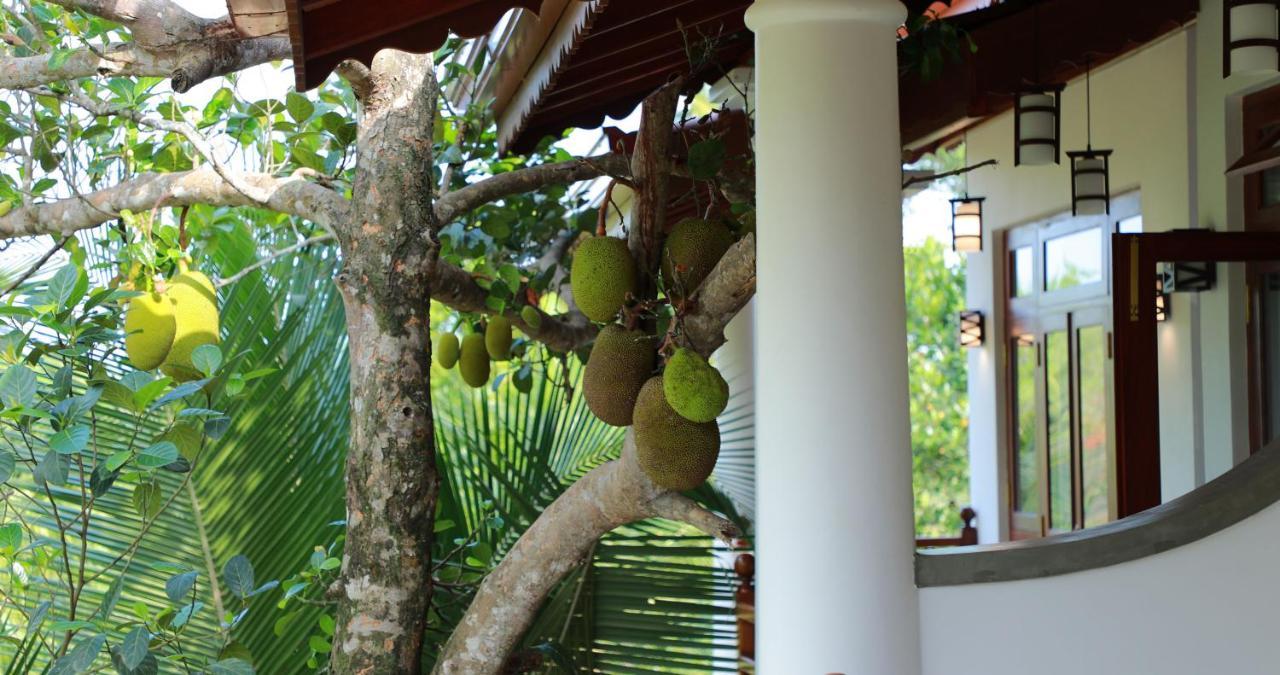 Terrace Garden Ayurveda Resort เวลิกามา ภายนอก รูปภาพ