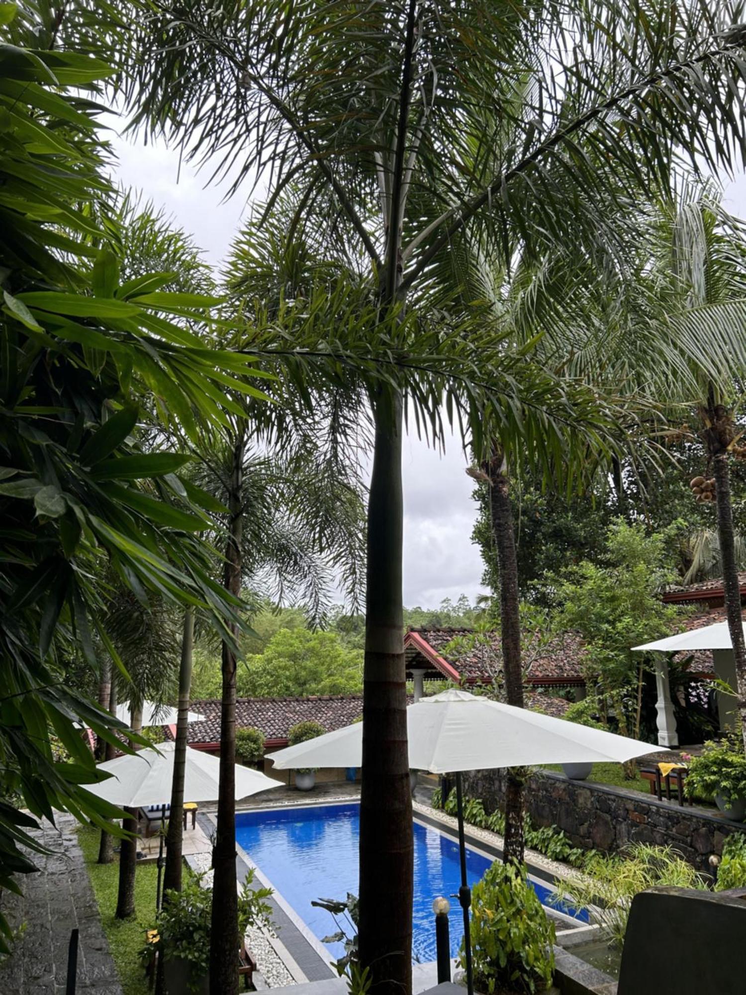Terrace Garden Ayurveda Resort เวลิกามา ภายนอก รูปภาพ